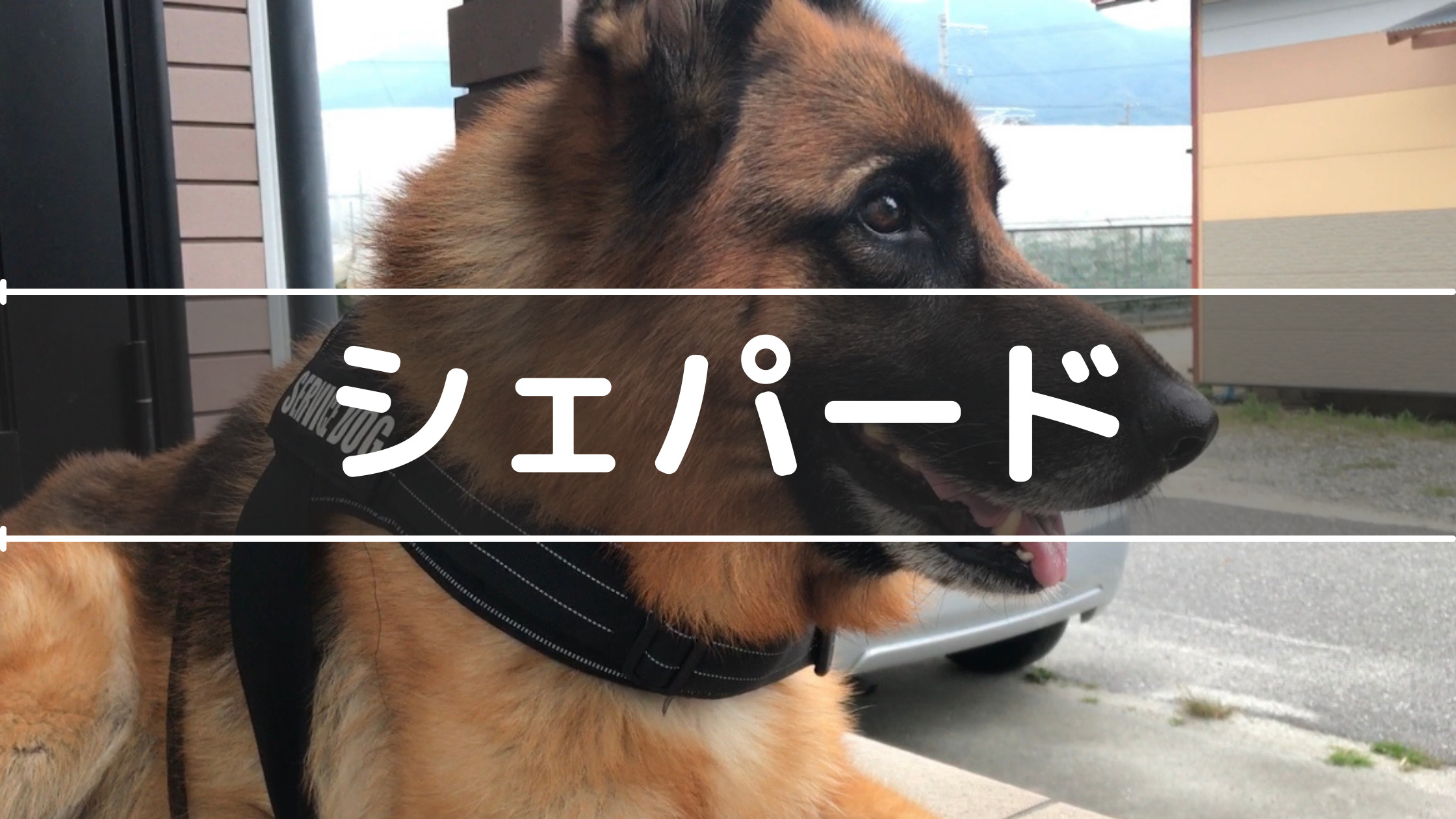 ジャーマンシェパードを飼いたい 飼うための注意点や購入方法 ベリーの散歩道