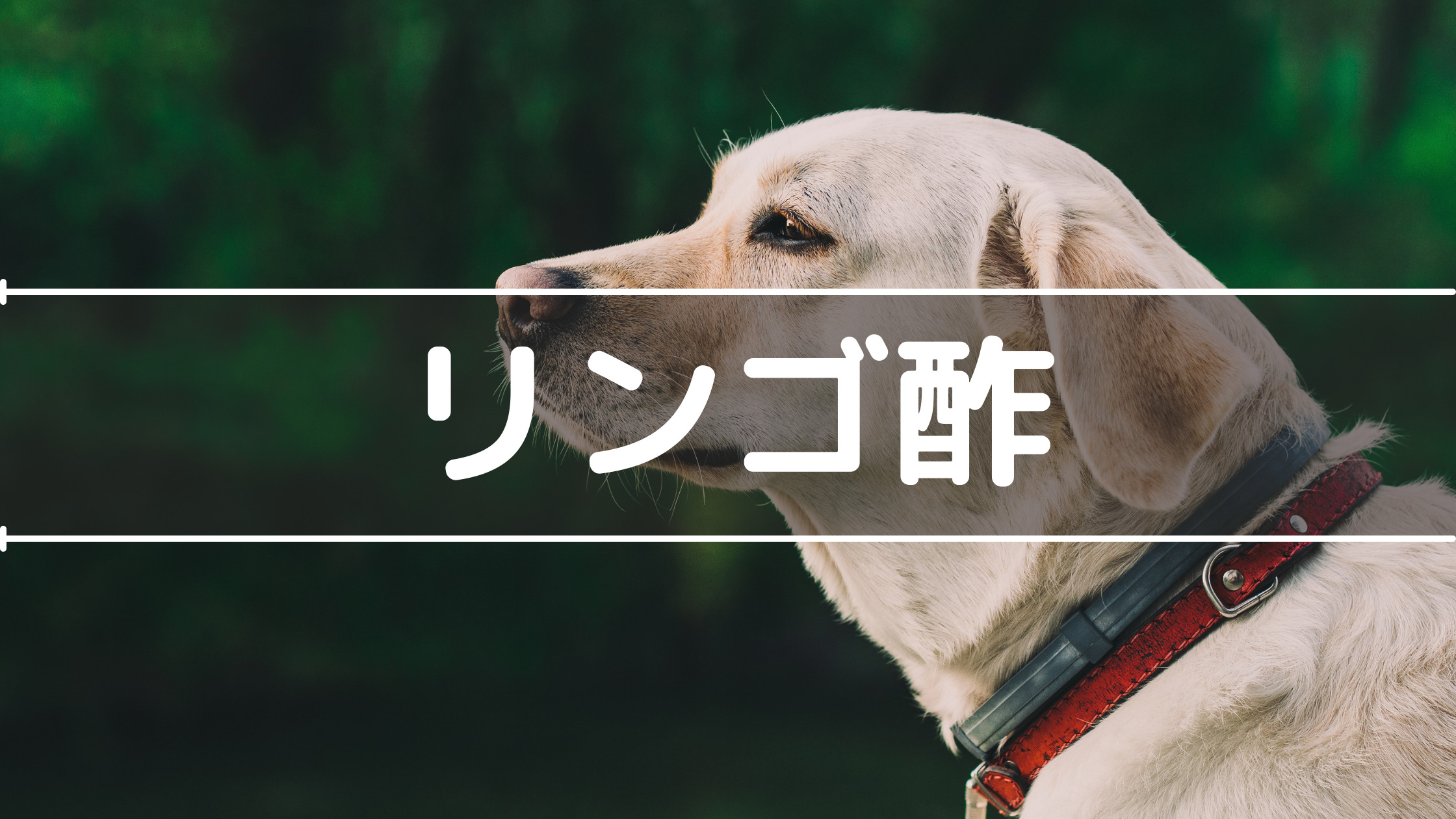 犬にリンゴ酢を与える効果と注意点 役立つ使い方を詳しく紹介 ベリーの散歩道