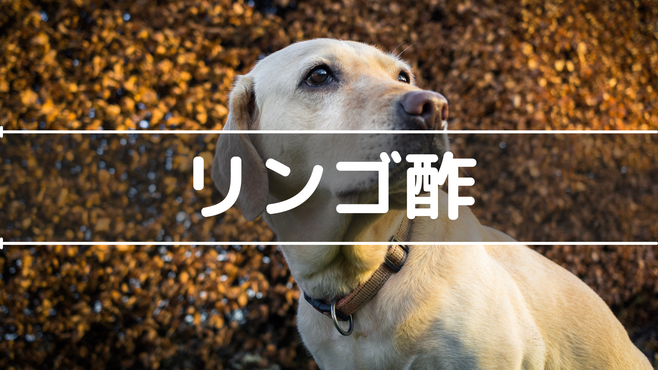 犬にリンゴ酢を与えて健康的な腸に もう下痢や食糞に悩まない ベリーの散歩道